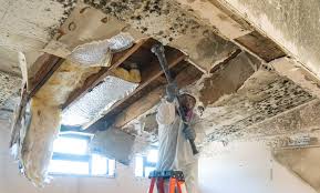 Best Black Mold Removal  in Blountstown, FL